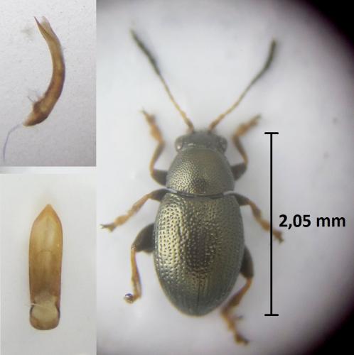 Chaetocnema arida